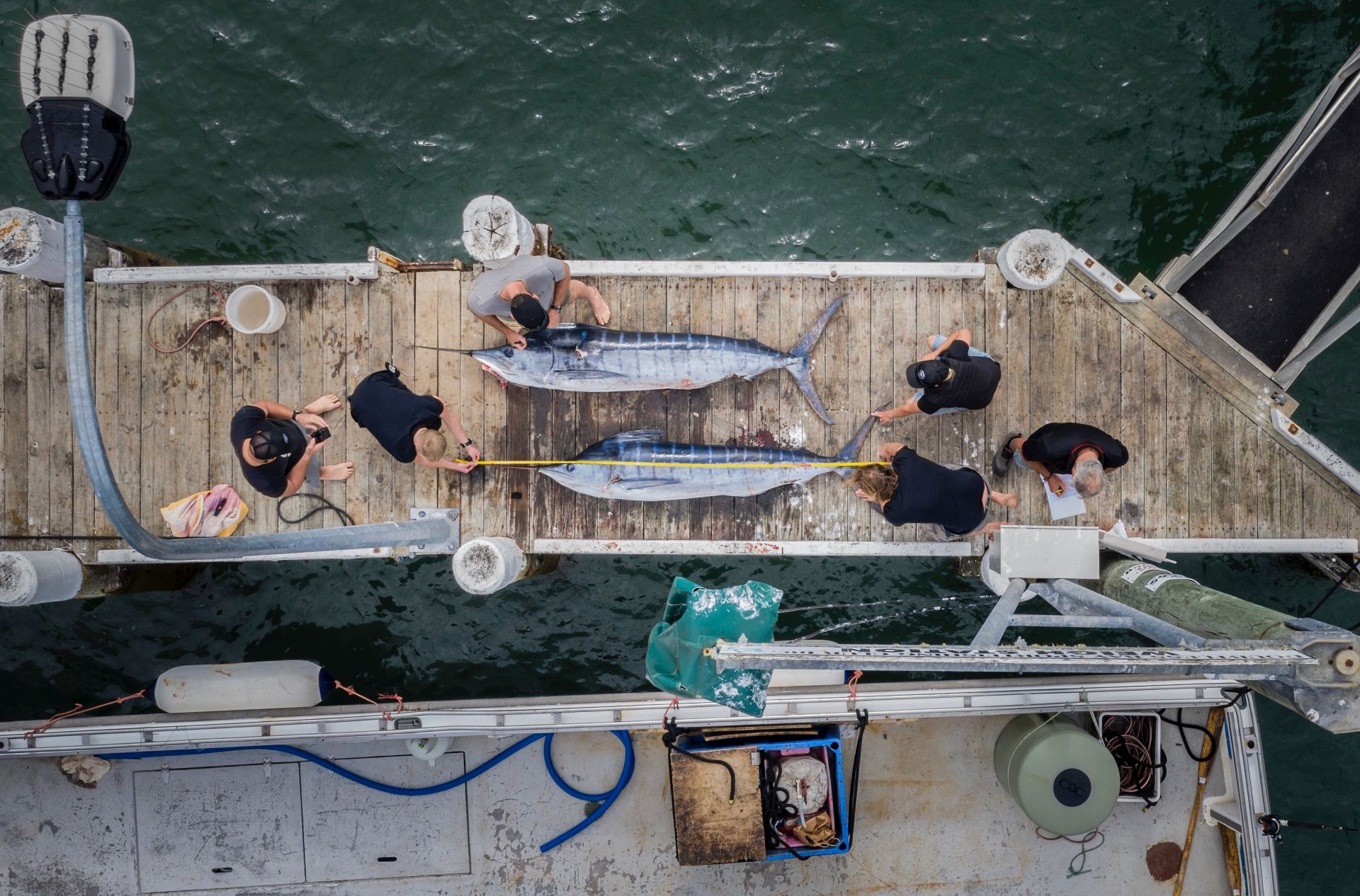 South Seas Spearo measuring swordfish catch
